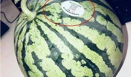 吃瓜网红群,揭秘网络红人的幕后生活